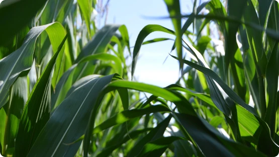 O desafiador cenário do Agronegócio: saiba como ser mais eficiente
